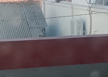 Bikin Heboh, Dua Monyet Berkeliaran di Atap Bangunan Kecamatan