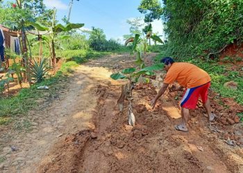Warga Pagelaran Tanam Pohon Pisang di Jalan Rusak Sebagai Aksi Perotes