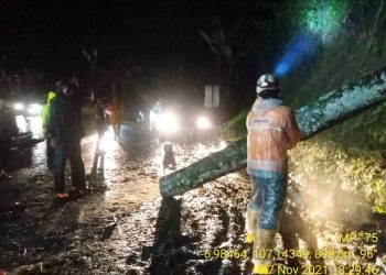 Pohon Tumbang di Cibeber, Arus Lalu Lintas Sempat Terhenti