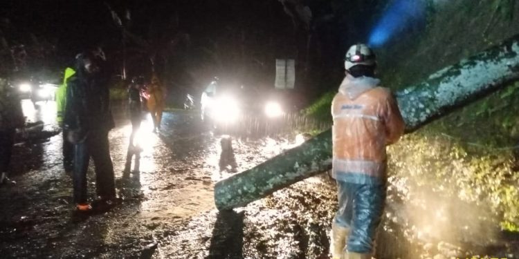 Pohon Tumbang di Cibeber, Arus Lalu Lintas Sempat Terhenti