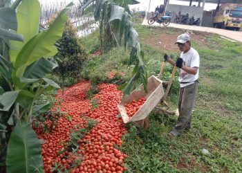 Harga Tomat Anjlok 80 Persen , Petani Cianjur Buang 20 Ton Tomat