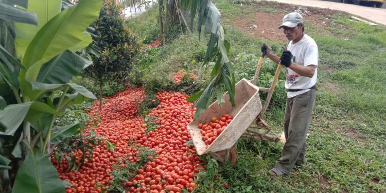 Harga Tomat Anjlok 80 Persen , Petani Cianjur Buang 20 Ton Tomat