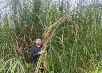 Tanam Rumput Gajah, Petani Asal Cianjur Punya Omzet Jutaan Rupiah