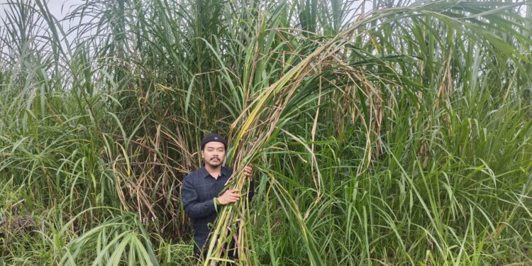 Tanam Rumput Gajah, Petani Asal Cianjur Punya Omzet Jutaan Rupiah