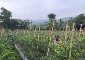 Dukung Ketahanan Pangan, Bhabinkamtibmas Polsek Sukanagara Sambangi Kebun Warga