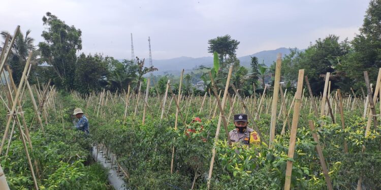 Dukung Ketahanan Pangan, Bhabinkamtibmas Polsek Sukanagara Sambangi Kebun Warga