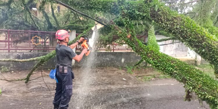 Satu Mobil di Jalan Arief Rahman Hakim Tertimpa Pohon Roboh