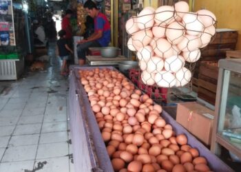 Harga Telur Ayam Turun Drastis, Pedagang PIC : Sudah 5 Hari