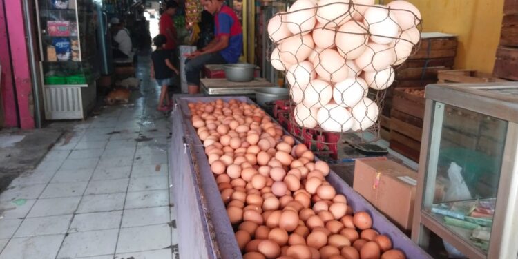 Harga Telur Ayam Turun Drastis, Pedagang PIC : Sudah 5 Hari