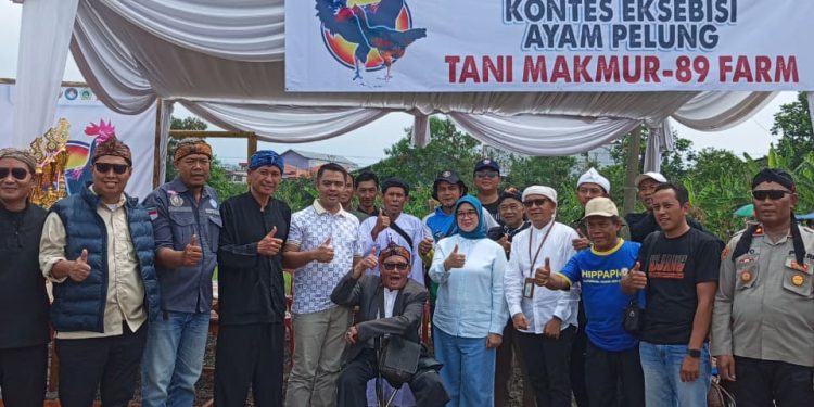 Kontes Ayam Pelung Digelar di Cibeber, 300 Peserta Unjuk Gigi