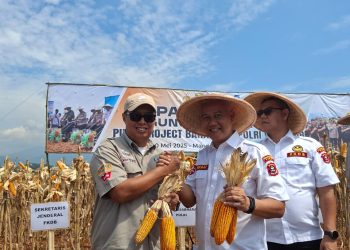 Panen Raya Jagung Hibrida di Mande Disambut Warga