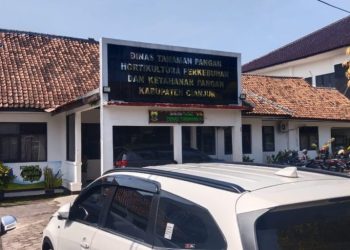 Sembilan Hektare Lahan di Cikalongkulon Ditanam Padi Kering