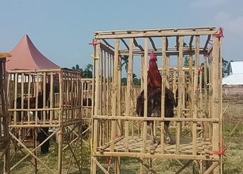 Ratusan Peserta Kontes Ayam Pelung di Cugenang Unjuk Gigi