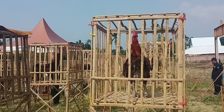 Ratusan Peserta Kontes Ayam Pelung di Cugenang Unjuk Gigi