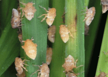 Serangan Hama Tak Pengaruhi Hasil Panen di Cianjur