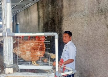 Ternak Ayam Petelur dan Tanam Sayuran Bukti Lapas Cianjur Mandiri Pangan