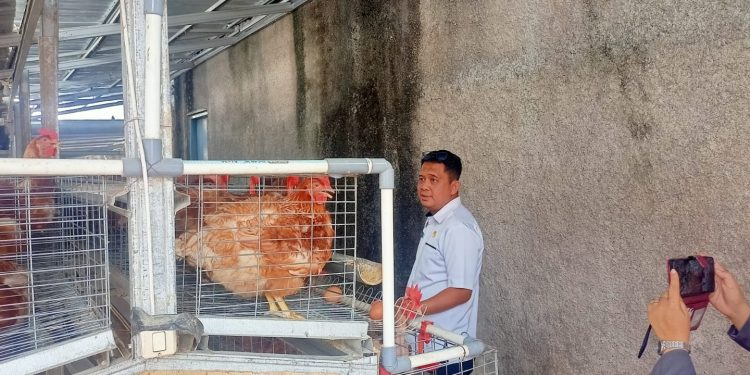 Ternak Ayam Petelur dan Tanam Sayuran Bukti Lapas Cianjur Mandiri Pangan