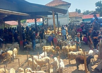 Omzet Pedagang Kambing di Pasar Domba Turun Drastis, Pasar Hewan Ilegal Jadi Penyebab