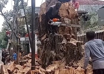 Cegah Pohon Tumbang Membahayakan, Perkim Cianjur Gencar Giat Pemotongan