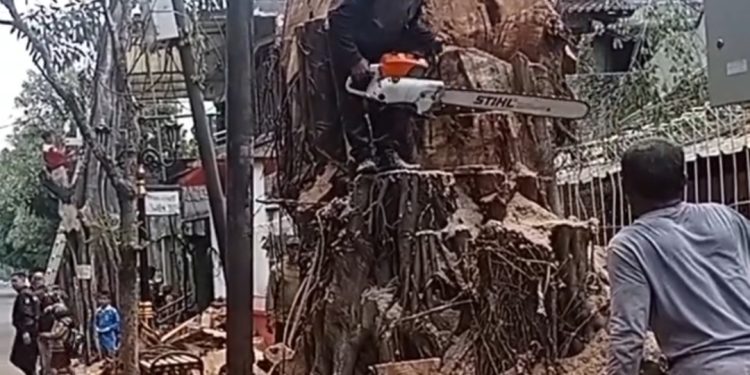 Cegah Pohon Tumbang Membahayakan, Perkim Cianjur Gencar Giat Pemotongan