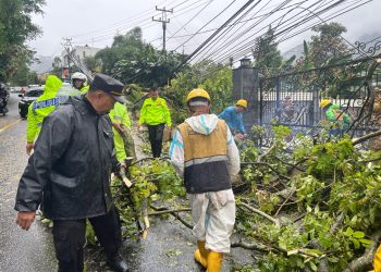 Hujan Deras Angin Kencang Picu Pohon Tumbang di Cipanas