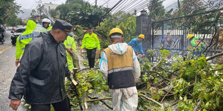 Hujan Deras Angin Kencang Picu Pohon Tumbang di Cipanas