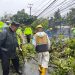Hujan Deras Angin Kencang Picu Pohon Tumbang di Cipanas
