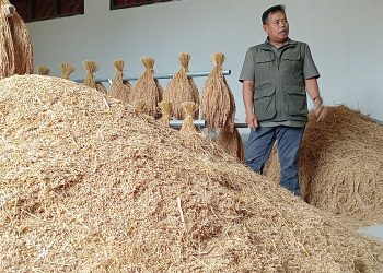 Pemkab Cianjur Lestarikan Padi Pandanwangi Cegah Kepunahan