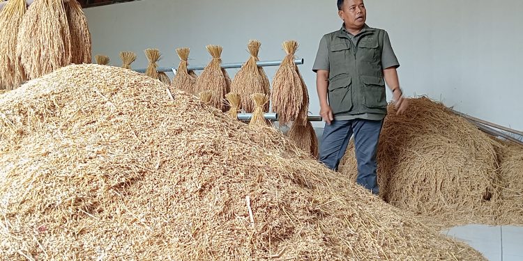 Pemkab Cianjur Lestarikan Padi Pandanwangi Cegah Kepunahan