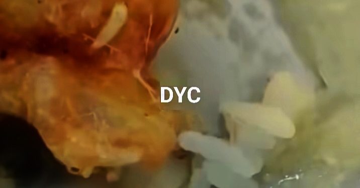 Menu Telur Ceplok di SDN Cisarandi Berbilatung