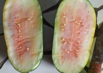 Program Kebal Hukum : MBG, Tak Henti Dikeluhkan Warga Cianjur