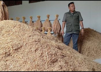 Dinas TPHP Cianjur Ungkap Penurunan Kualitas Padi