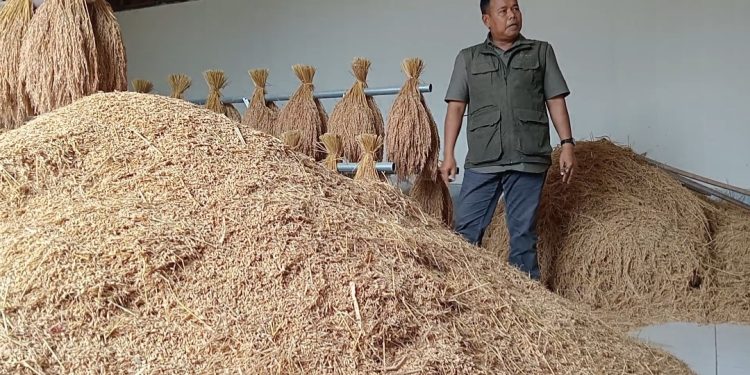 Dinas TPHP Cianjur Ungkap Penurunan Kualitas Padi