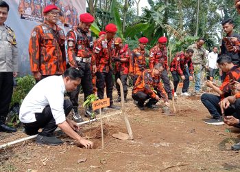 Peringati HLP, Pemuda Pancasila Tanam 1.000 Pohon di Desa Cirumput Cugenang