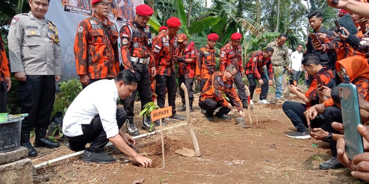 Peringati HLP, Pemuda Pancasila Tanam 1.000 Pohon di Desa Cirumput Cugenang