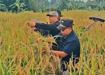 DTPHP Cianjur Memanen Padi Pandanwangi Bersama Para Petani