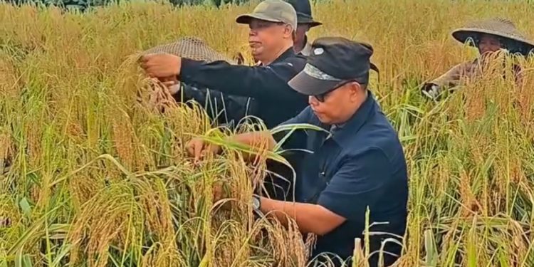 DTPHP Cianjur Memanen Padi Pandanwangi Bersama Para Petani