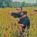 DTPHP Cianjur Memanen Padi Pandanwangi Bersama Para Petani