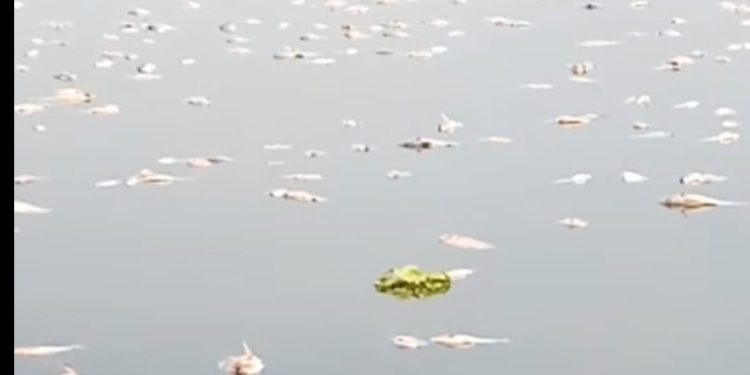 Upwelling Terjadi di Cianjur, Pemkab Ambil Langkah Ini!