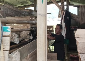 Nasibmu Ayi!, Tiga Tahun Tinggal di Kandang Domba