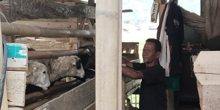 Nasibmu Ayi!, Tiga Tahun Tinggal di Kandang Domba