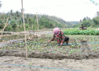 Sungai Cisadea Mengering, Warga Sirnagalih Berdaya Tanam Sawi di Bekas Aliran