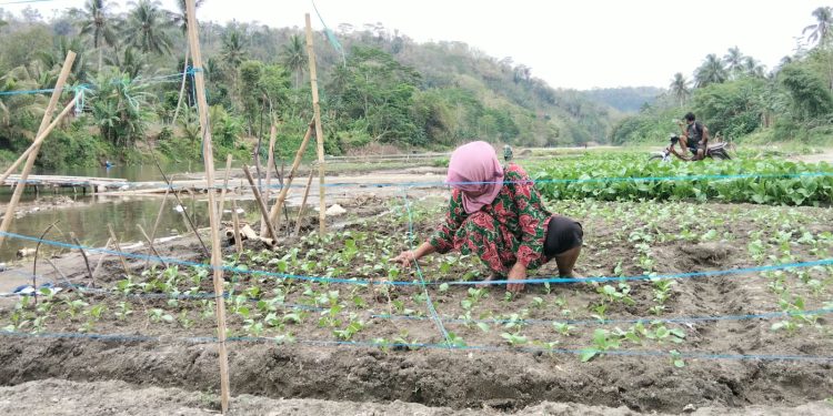 Sungai Cisadea Mengering, Warga Sirnagalih Berdaya Tanam Sawi di Bekas Aliran
