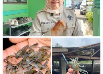 DPR RI Soroti Polemik Budidaya Benih Lobster, Minta Aturan Budidaya Lobster Disesuaikan